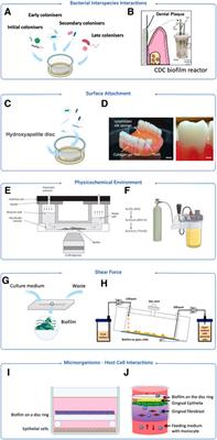 Modelling periodontitis in vitro: engineering strategies and biofilm model development